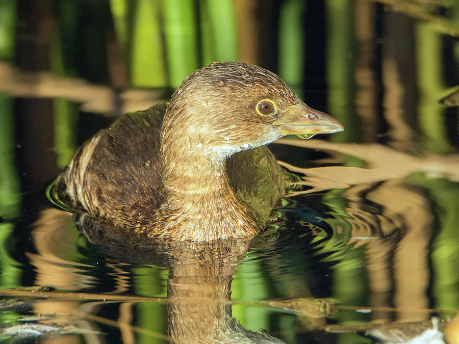 Pied-billed Grebe 111017-0029-1cr Photograph by Tam Ryan