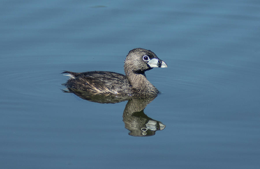 Pied-billed Grebe 2 Photograph by Rick Mosher