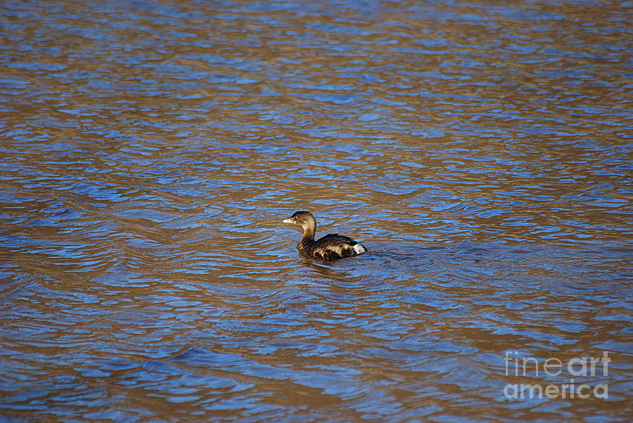 Pied Billed Grebe 20131224_99 Photograph by Tina Hopkins