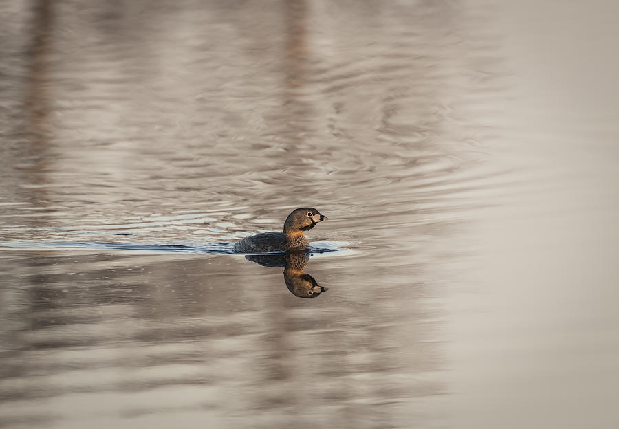 Pied-billed grebe 2016-1 Photograph by Thomas Young