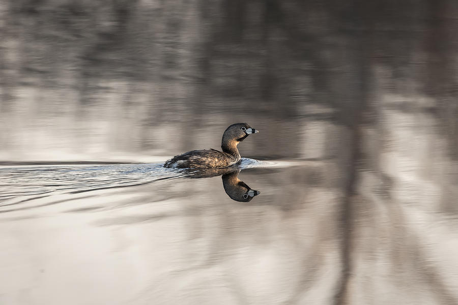 Pied-billed grebe 2016-2 Photograph by Thomas Young