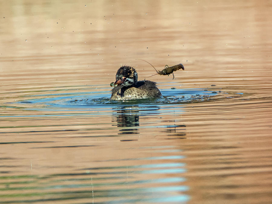 Pied-billed Grebe and Crawfish Photograph by Tam Ryan