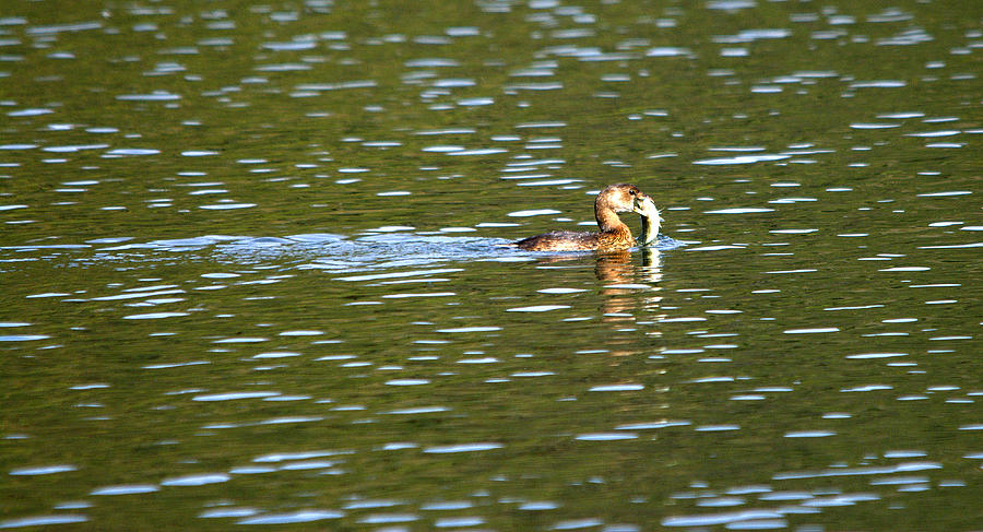 Pied-billed Grebe Catching Fish Photograph