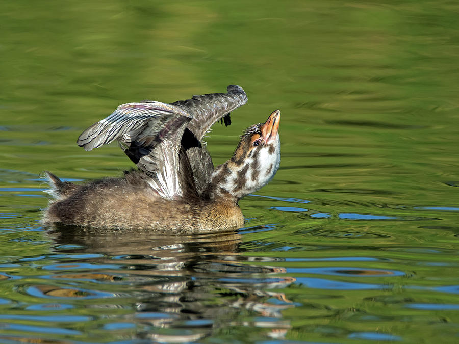 Pied-billed Grebe Chick Stretching Photograph by Tam Ryan