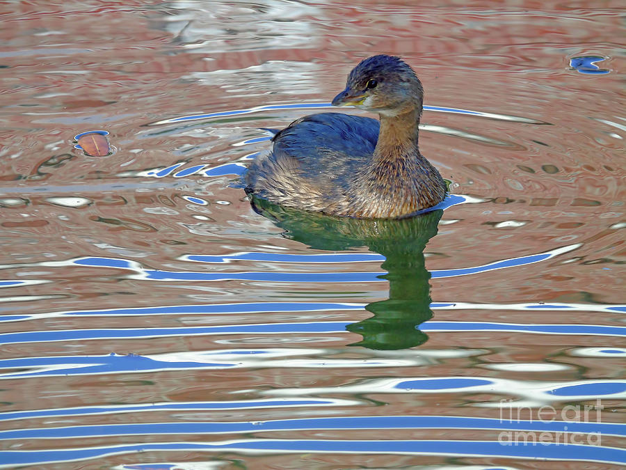 Pied Billed Grebe Photograph by D Hackett