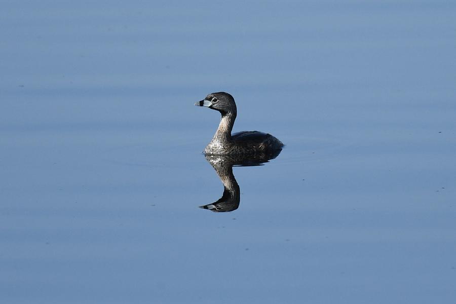 Pied-billed Grebe Photograph by David Campione