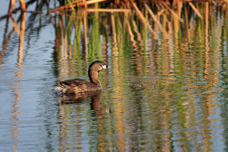 Pied-billed Grebe Photograph by Gary Hall