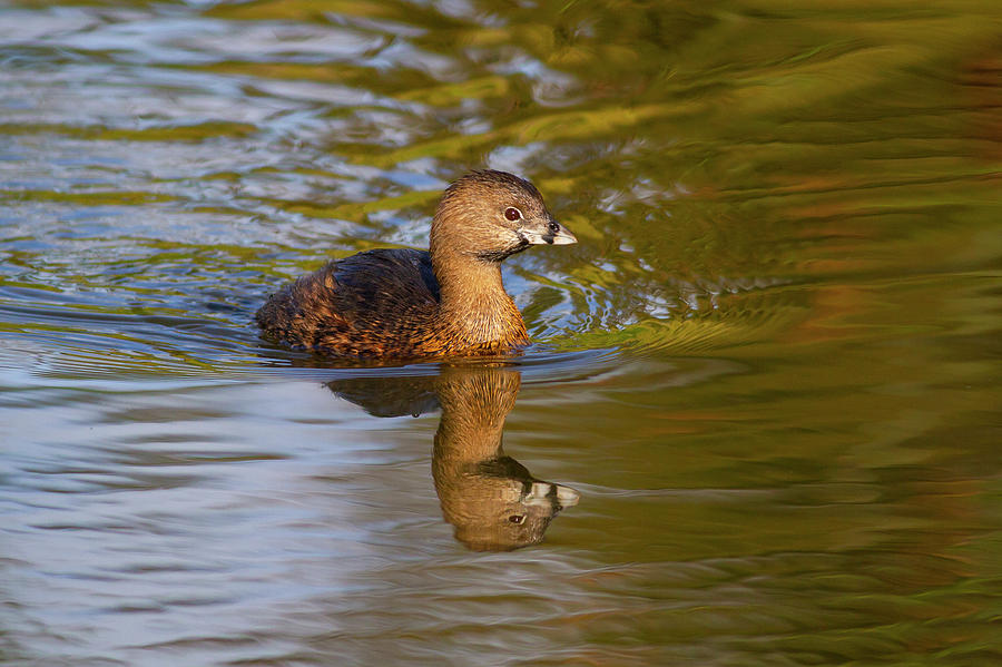 Pied-billed Grebe in Golden Light Photograph by Mark Miller