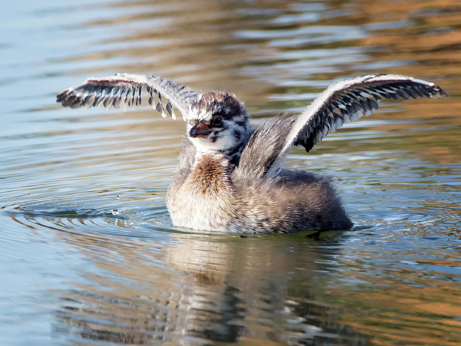 Pied-billed Grebe Juvenile 1637-060317-1cr Photograph by Tam Ryan