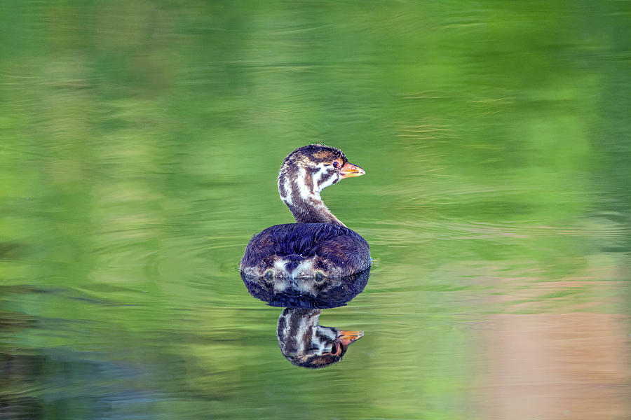 Pied-billed Grebe Juvenile 3263 Photograph by Tam Ryan