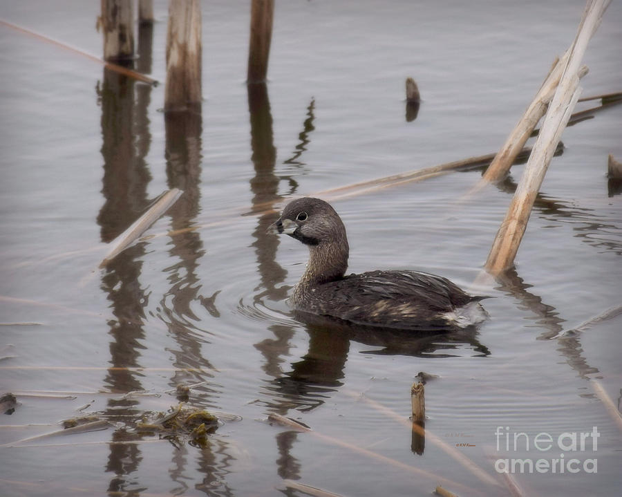 Pied-billed Grebe Photograph by Kathy M Krause