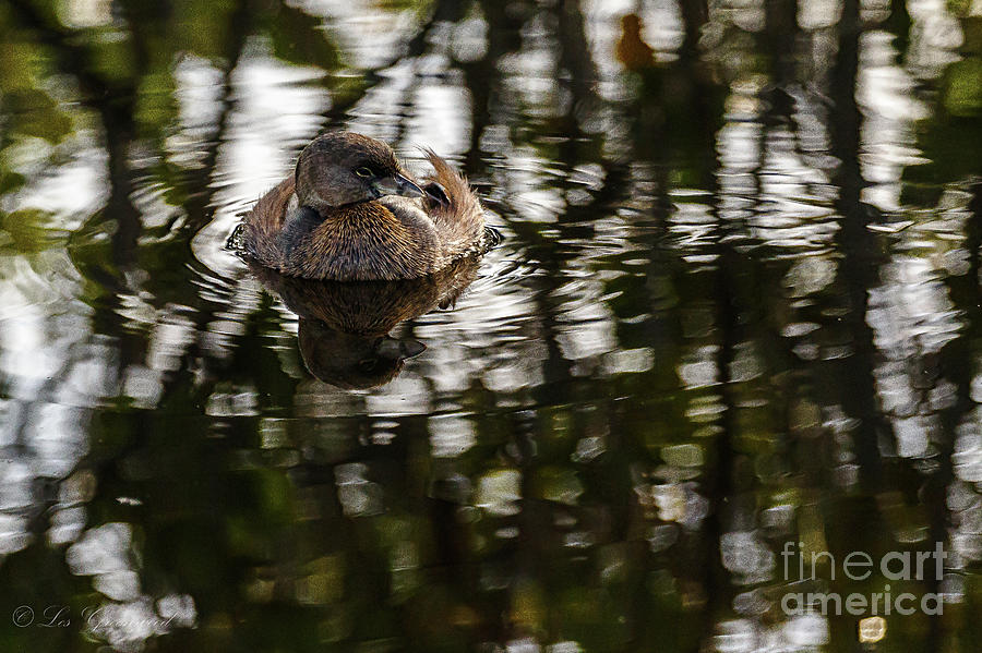 Pied-billed Grebe Photograph by Les Greenwood