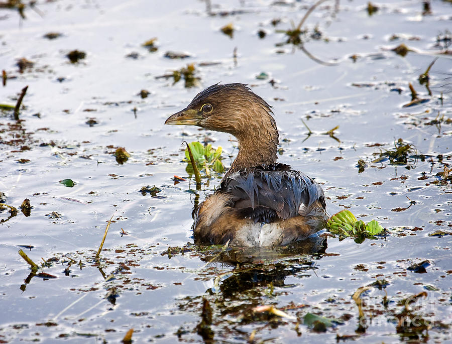 Pied billed grebe Photograph by Louise Heusinkveld