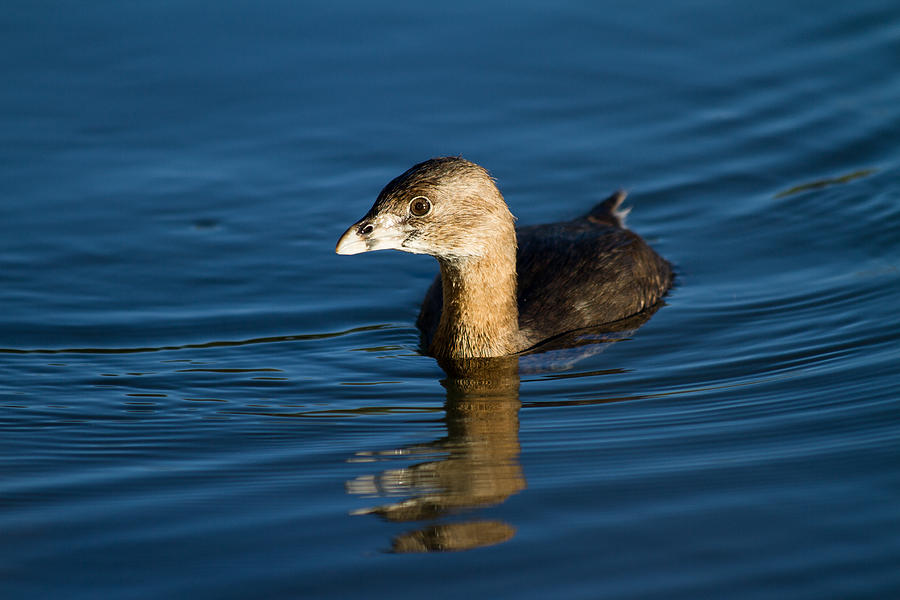 2016 Photograph - Pied-billed Grebe by Nathaniel Kidd 2016 Photograph - Pied-billed Grebe by Nathaniel Kidd