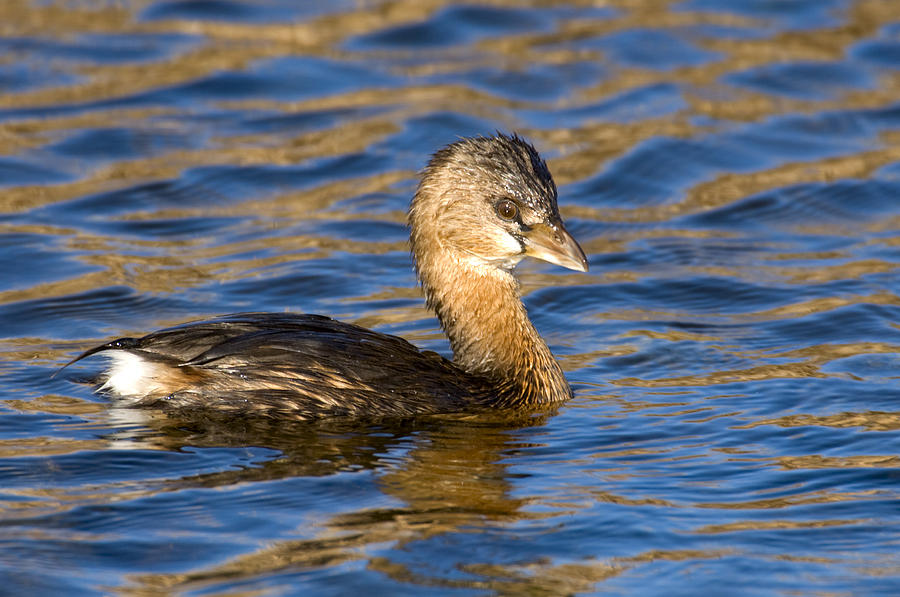 Pied-billed Grebe - Podilymbus-podiceps Photograph By Rudy Merz