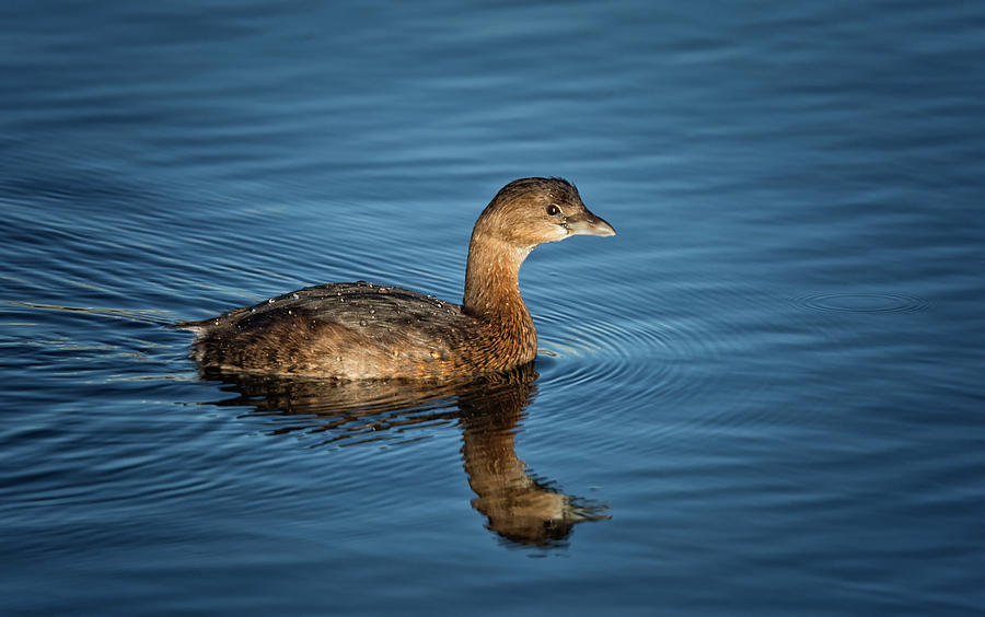 Pied Billed Grebe Photograph by Randy Hall