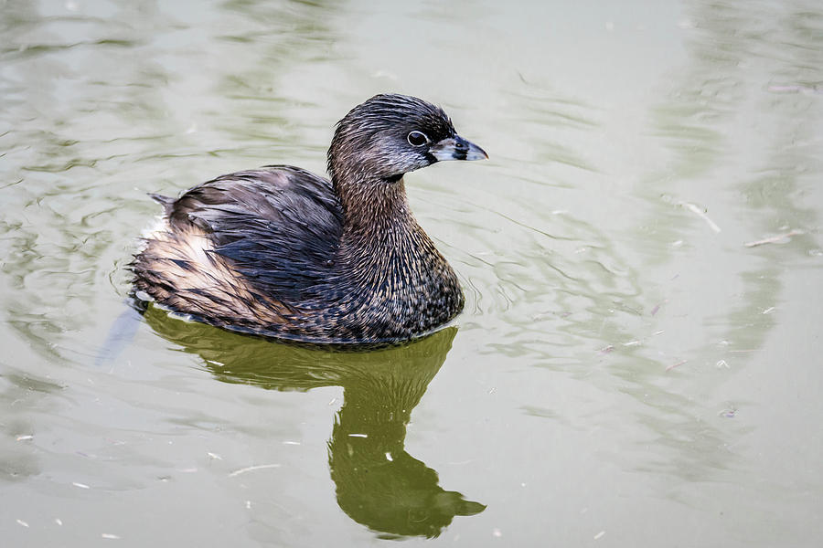 Pied-billed Grebe Reflecting On the Water Photograph by Debra Martz