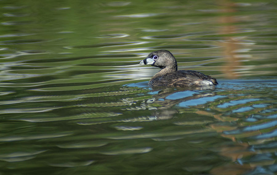 Pied-billed Grebe Photograph by Rick Mosher