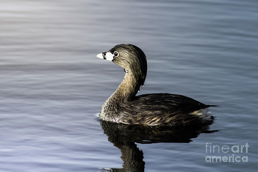 Pied-Billed Grebe Photograph by Robert Frederick