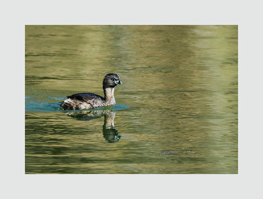 Pied-billed Grebe Swimming Photograph by Ed Peterson