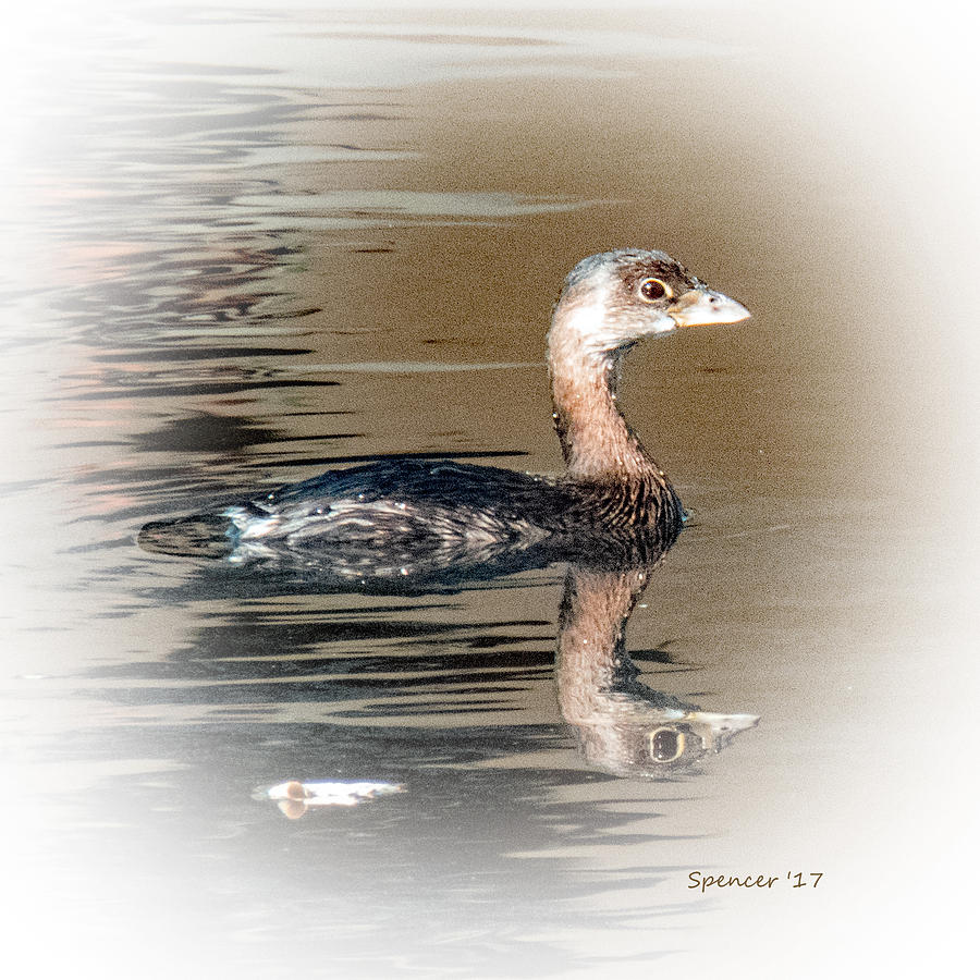 Pied-billed Grebe Photograph by T Guy Spencer
