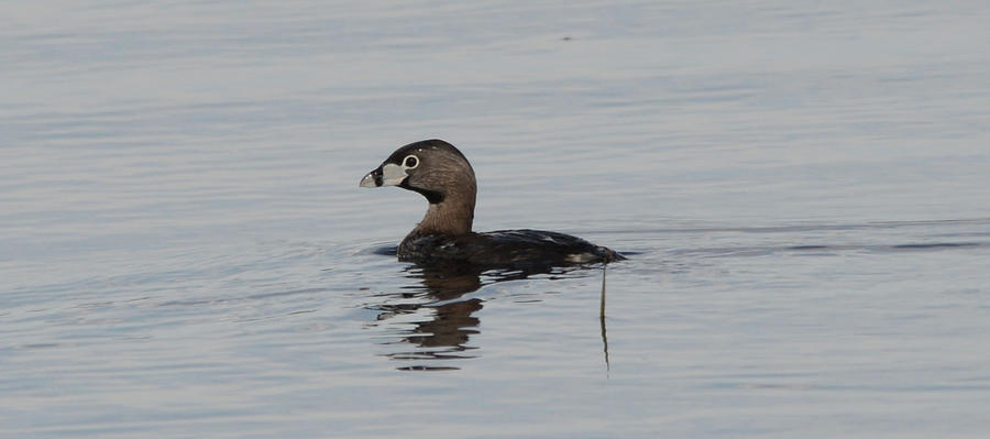 Pied Billed Grebe Photograph by Whispering Peaks Photography