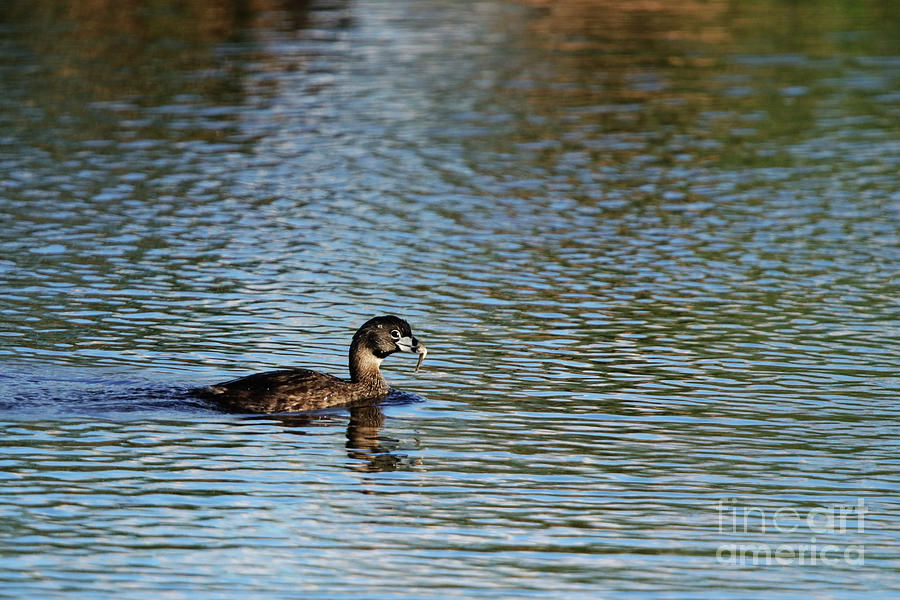 Pied Billed Grebe with Fish Photograph by Alyce Taylor
