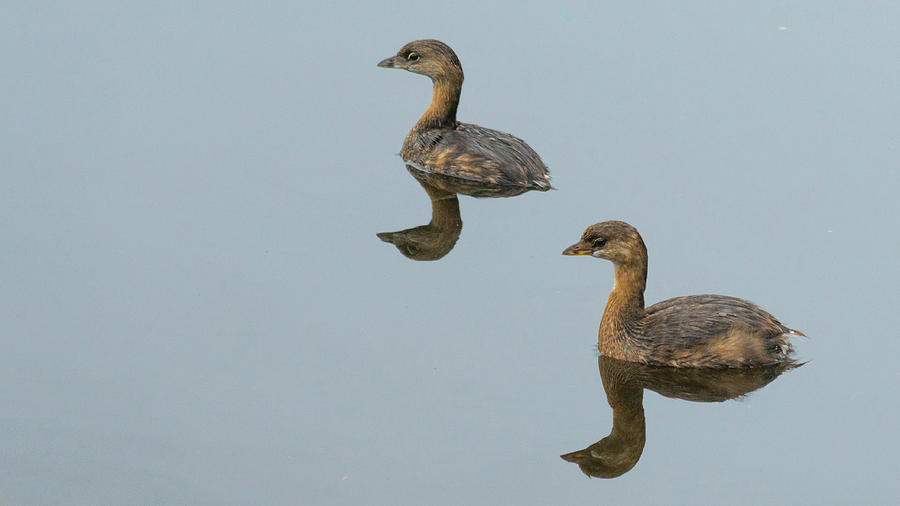 Pied-billed Grebes Delray Beach Florida Photograph by Lawrence S Richardson Jr