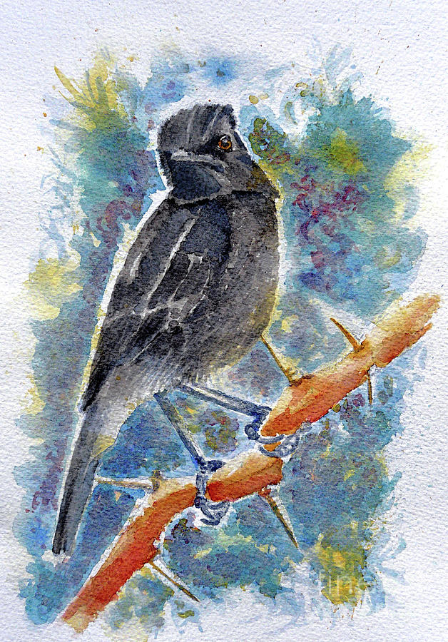 Nature Painting - Pied Bushchat Male by Jasna Dragun