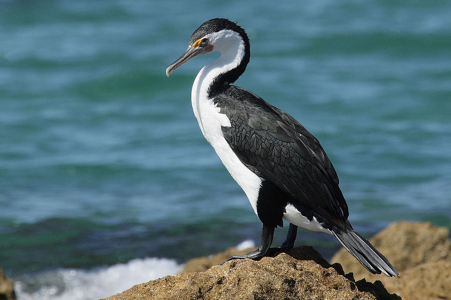 Pied Cormorant A Photograph by Tony Brown