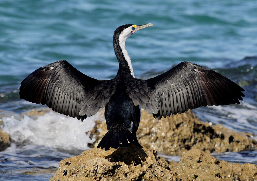 Pied Cormorant Photograph by Tony Brown