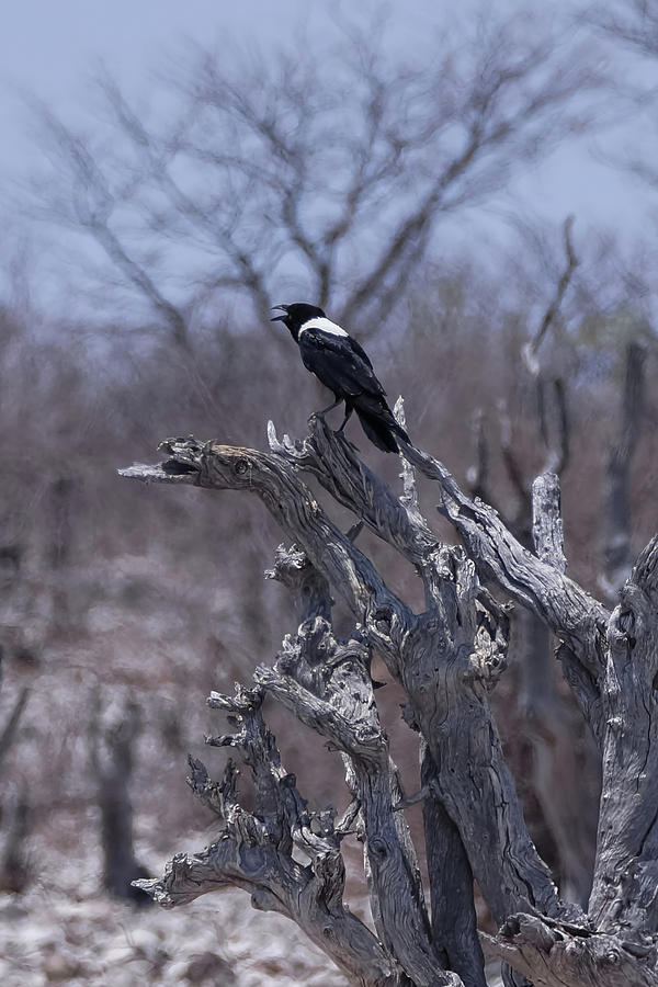 Pied Crow Photograph by Ernest Echols