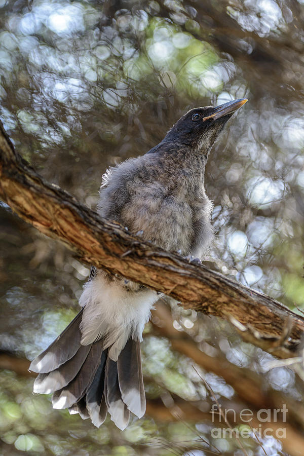 Pied currawong chick 1 Photograph by Werner Padarin