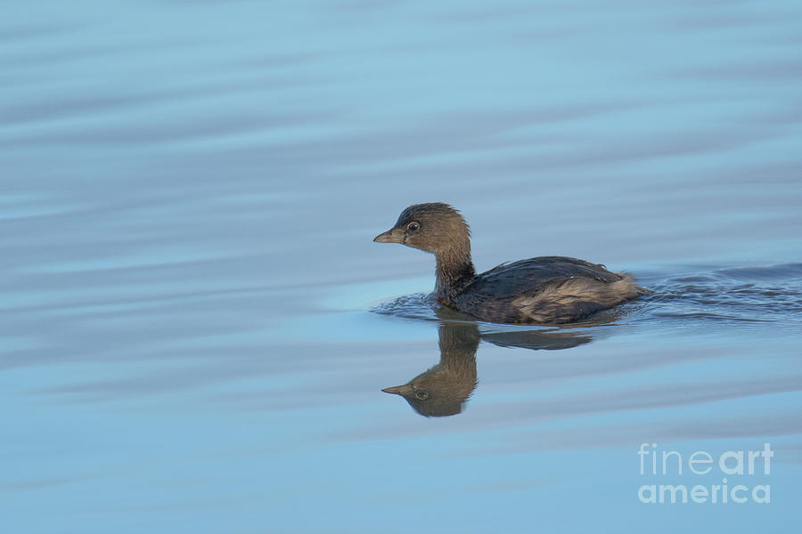 Pied Grebe Photograph by Craig Leaper