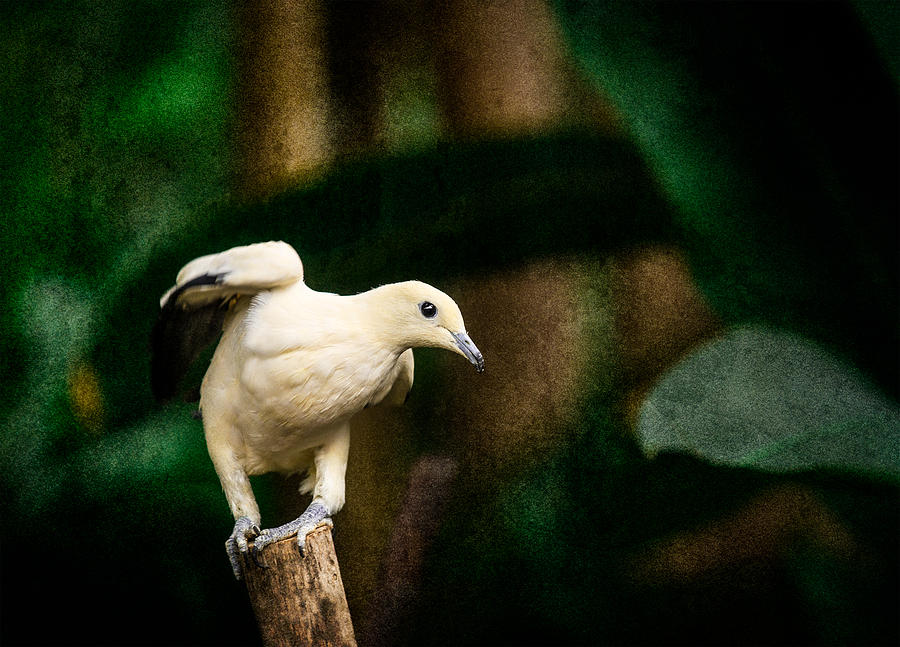 Pied- Imperial Pigeon Photograph by Peter V Quenter