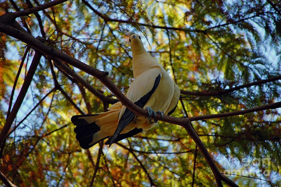 Pied Imperial Pigeon Photograph by Robert Meanor