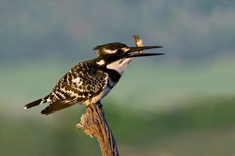 Kingfisher Photograph - Pied Kingfisher by Basie Van Zyl