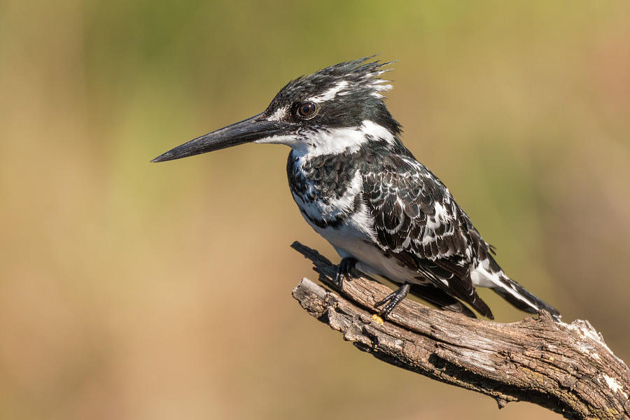 Pied kingfisher Photograph by James Capo