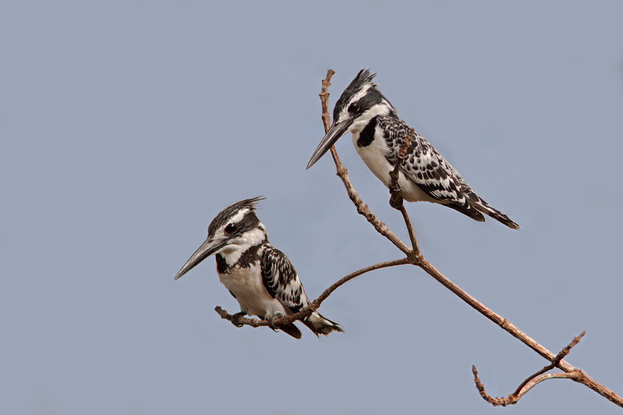 Pied Kingfisher Pair Photograph by Aivar Mikko