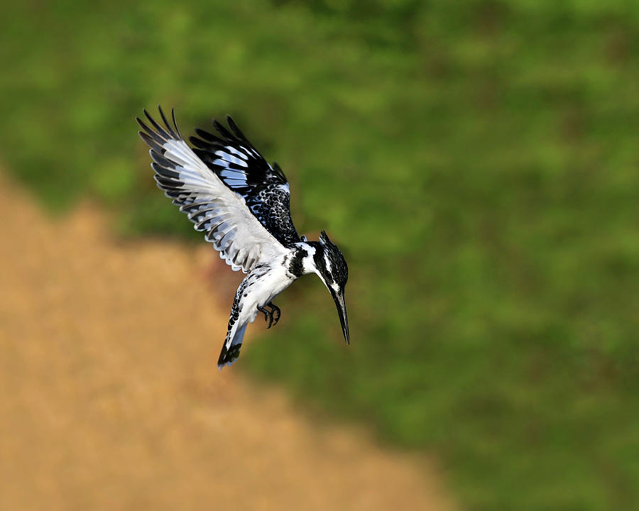 Pied Kingfisher Photograph by Tony Beck
