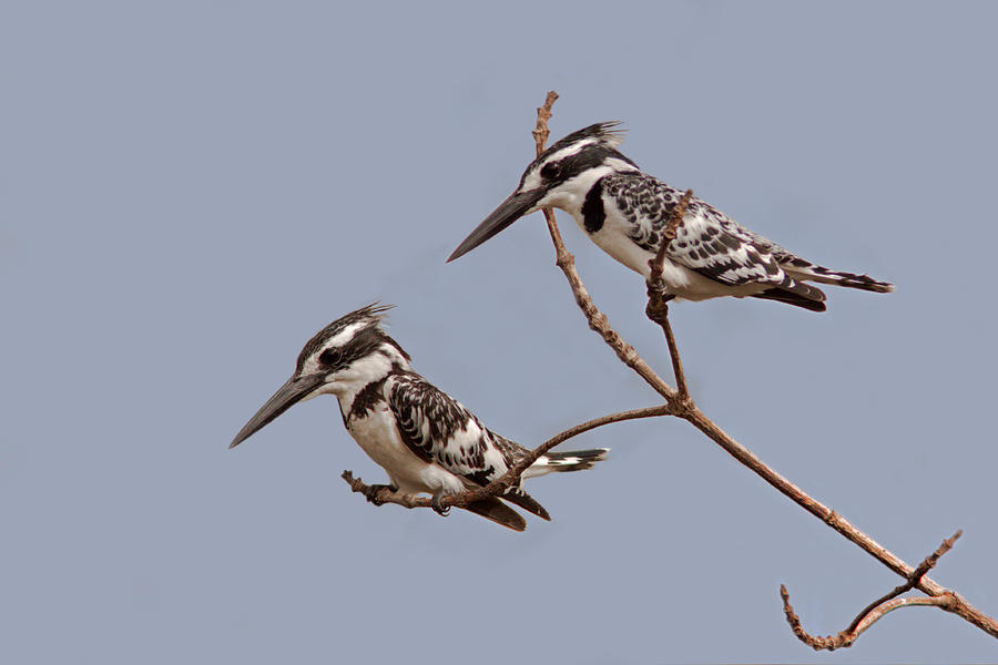 Pied Kingfishers Photograph by Aivar Mikko