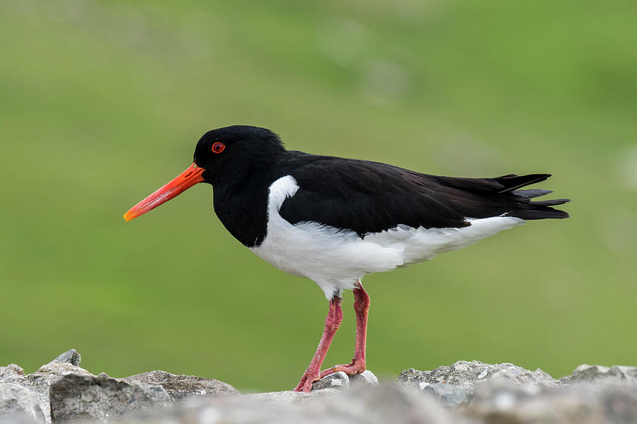 Pied Oystercatcher Photograph by Arterra Picture Library