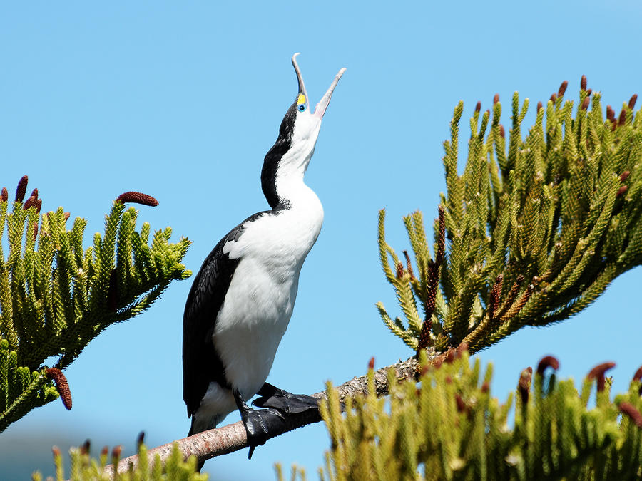 Pied Shag Photograph by Darin Volpe