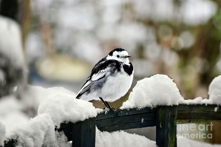 Winter Photograph - Pied Wagtail In The Snow by Terri Waters