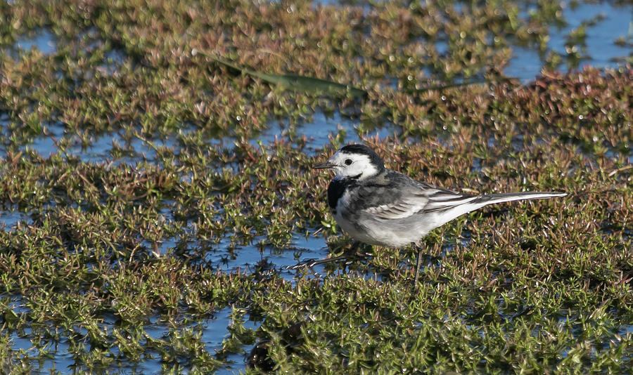 Pied Wagtail  Photograph by Wendy Cooper