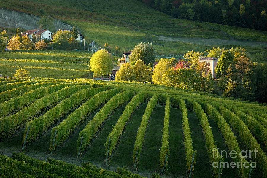Piemonte Vineyard IV Photograph by Brian Jannsen
