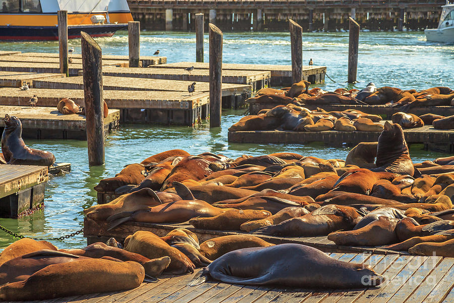 Pier 39 Sea lions Photograph by Benny Marty