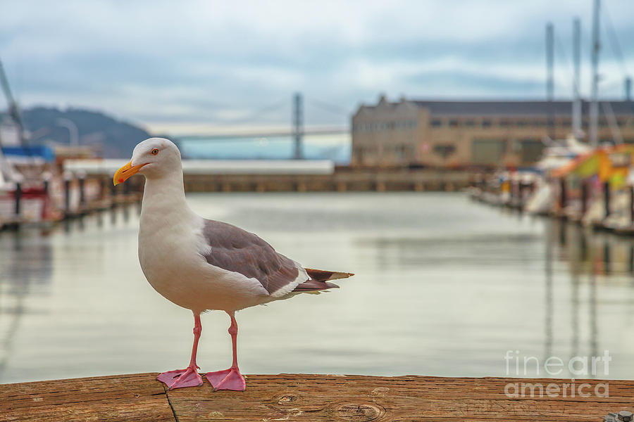 Pier 39 Seagull Photograph by Benny Marty
