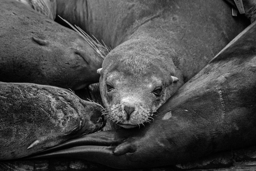 Pier 39 Seal Lions Photograph by Brittany Mason - Fine Art America