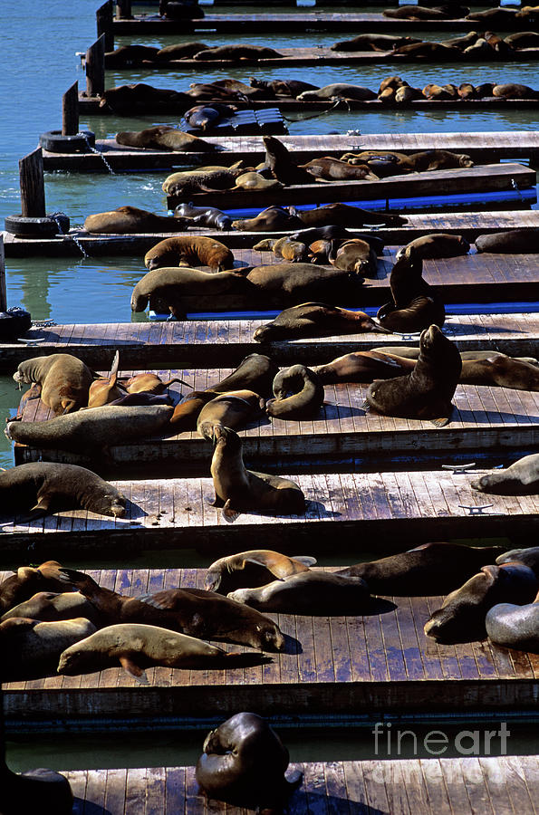Pier 39 with Sea Lions  Photograph by Jim Corwin